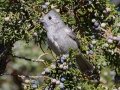 Juniper Titmouse - Cibola NF - Tres Pistolas Canyon - Bernalillo County, New Mexico, Sep 8, 2016