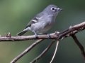 Plumbeous Vireo  - Cibola NF--Capulin Spring Picnic Site (Bernalillo Co.), New Mexico, Sept 10, 2016