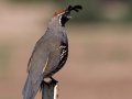 Gambel's Quail - Embudo Canyon, Bernalillo County, New Mexico, Sep 12, 2016