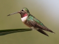 Broad-tailed Hummingbird - Tres Pistolas Spring Canyon, Carnuel