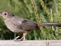 Canyon Towhee - Embudo Canyon, Bernalillo County, New Mexico, Dec 13, 2022