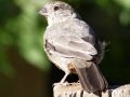 Canyon Towhee - Embudo Canyon, Bernalillo County, New Mexico, Dec 13, 2022