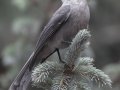 Canada Jay  - Winsor Trail, Santa Fe Ski Area, Santa Fe County, New Mexico, Sep 12, 2016