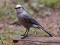 Canada Jay  - Winsor Trail, Santa Fe Ski Area, Santa Fe County, New Mexico, Sep 12, 2016