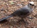 Canada Jay  - Winsor Trail, Santa Fe Ski Area, Santa Fe County, New Mexico, Sep 12, 2016