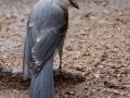 Canada Jay  - Winsor Trail, Santa Fe Ski Area, Santa Fe County, New Mexico, Sep 12, 2016