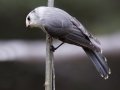 Canada Jay  - Winsor Trail, Santa Fe Ski Area, Santa Fe County, New Mexico, Sep 12, 2016