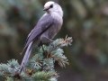 Canada Jay  - Winsor Trail, Santa Fe Ski Area, Santa Fe County, New Mexico, Sep 12, 2016