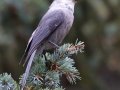 Canada Jay  - Winsor Trail, Santa Fe Ski Area, Santa Fe County, New Mexico, Sep 12, 2016