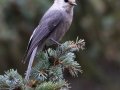 Canada Jay  - Winsor Trail, Santa Fe Ski Area, Santa Fe County, New Mexico, Sep 12, 2016