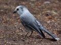 Canada Jay  - Winsor Trail, Santa Fe Ski Area, Santa Fe County, New Mexico, Sep 12, 2016