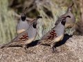 Gambel's Quail - Embudo Canyon, Bernalillo County, New Mexico, Sep 12, 2016