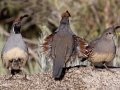 Gambel's Quail - Embudo Canyon, Bernalillo County, New Mexico, Sep 12, 2016