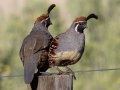 Gambel's Quail - Embudo Canyon, Bernalillo County, New Mexico, Sep 12, 2016