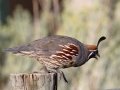 Gambel's Quail - Embudo Canyon, Bernalillo County, New Mexico, Sep 12, 2016
