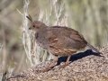 Gambel's Quail - Embudo Canyon, Bernalillo County, New Mexico, Sep 12, 2016