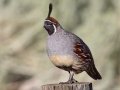 Gambel's Quail - Embudo Canyon, Bernalillo County, New Mexico, Sep 12, 2016