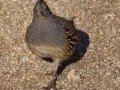 Gambel's Quail - Embudo Canyon, Bernalillo County, New Mexico, Sep 12, 2016