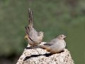 Canyon Towhees - Embudo Canyon, Bernalillo County, New Mexico, Sep 12, 2016