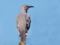 Curve-billed Thrasher - Embudo Canyon, Bernalillo County, New Mexico, Sep 12, 2016