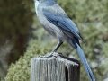 Woodhouse's Scrub-Jay (Woodhouse's) - Elena Gallegos Picnic Area, Bernalillo County, New Mexico, Sep 13, 2016