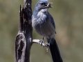 Woodhouse's Scrub-Jay (Woodhouse's) - Embudo Canyon, Bernalillo County, New Mexico, Sep 12, 2016