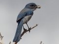 Woodhouse's Scrub-Jay (Woodhouse's) - Embudo Canyon, Bernalillo County, New Mexico, Sep 12, 2016