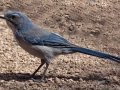 Woodhouse's Scrub-Jay (Woodhouse's) - Embudo Canyon, Bernalillo County, New Mexico, Sep 12, 2016
