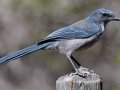 Woodhouse's Scrub-Jay (Woodhouse's) - Elena Gallegos Picnic Area, Bernalillo County, New Mexico, Sep 13, 2016