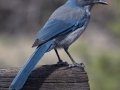 Woodhouse's Scrub-Jay (Woodhouse's) - Elena Gallegos Picnic Area, Bernalillo County, New Mexico, Sep 13, 2016