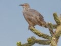 Curve-billed Thrasher - Embudo Canyon, Bernalillo County, New Mexico, Sep 12, 2016udito Canyon, Albuquerque