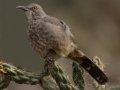 Curve-billed Thrasher - Embudo Canyon, Bernalillo County, New Mexico, Sep 12, 2016