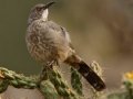 Curve-billed Thrasher - Embudo Canyon, Bernalillo County, New Mexico, Sep 12, 2016