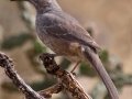 Curve-billed Thrasher - Embudo Canyon, Bernalillo County, New Mexico, Sep 12, 2016