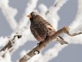 Black Rosy-Finch - Cibola NF - Sandia Crest, Bernalillo, New Mexico, United States, Dec 14, 2022