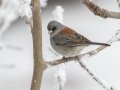 Dark-eyed Junco (Gray-headed)  - Cibola NF - Sandia Crest, Bernalillo, New Mexico, United States, Dec 14, 2022