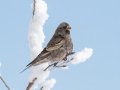 Black Rosy-Finch - Cibola NF - Sandia Crest, Bernalillo, New Mexico, United States, Dec 14, 2022