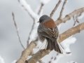 Dark-eyed Junco (Gray-headed)  - Cibola NF - Sandia Crest, Bernalillo, New Mexico, United States, Dec 14, 2022