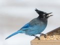 Steller's Jay (Interior)  - Cibola NF - Sandia Crest, Bernalillo, New Mexico, United States, Dec 14, 2022
