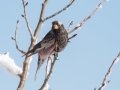 Black Rosy-Finch - Cibola NF - Sandia Crest, Bernalillo, New Mexico, United States, Dec 14, 2022
