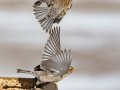 Brown-capped Rosy-Finch  - Cibola NF - Sandia Crest, Bernalillo, New Mexico, United States, Dec 14, 2022