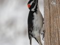 Hairy Woodpecker (Rocky Mts)  - Cibola NF - Sandia Crest, Bernalillo County, New Mexico, United States, Dec 15, 2022