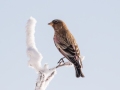Brown-capped Rosy-Finch  - Cibola NF - Sandia Crest, Bernalillo, New Mexico, United States, Dec 15, 2022