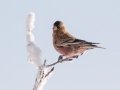 Brown-capped Rosy-Finch  - Cibola NF - Sandia Crest, Bernalillo, New Mexico, United States, Dec 15, 2022