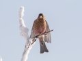 Brown-capped Rosy-Finch  - Cibola NF - Sandia Crest, Bernalillo, New Mexico, United States, Dec 15, 2022