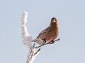 Brown-capped Rosy-Finch  - Cibola NF - Sandia Crest, Bernalillo, New Mexico, United States, Dec 15, 2022