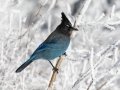 Steller's Jay (Interior)  - Cibola NF - Sandia Crest, Bernalillo, New Mexico, United States, Dec 15, 2022