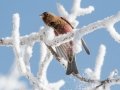 Brown-capped Rosy-Finch  - Cibola NF - Sandia Crest, Bernalillo, New Mexico, United States, Dec 15, 2022