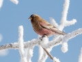 Brown-capped Rosy-Finch  - Cibola NF - Sandia Crest, Bernalillo, New Mexico, United States, Dec 15, 2022