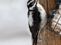 Hairy Woodpecker (Rocky Mts)  - Cibola NF - Sandia Crest, Bernalillo County, New Mexico, United States, Dec 15, 2022